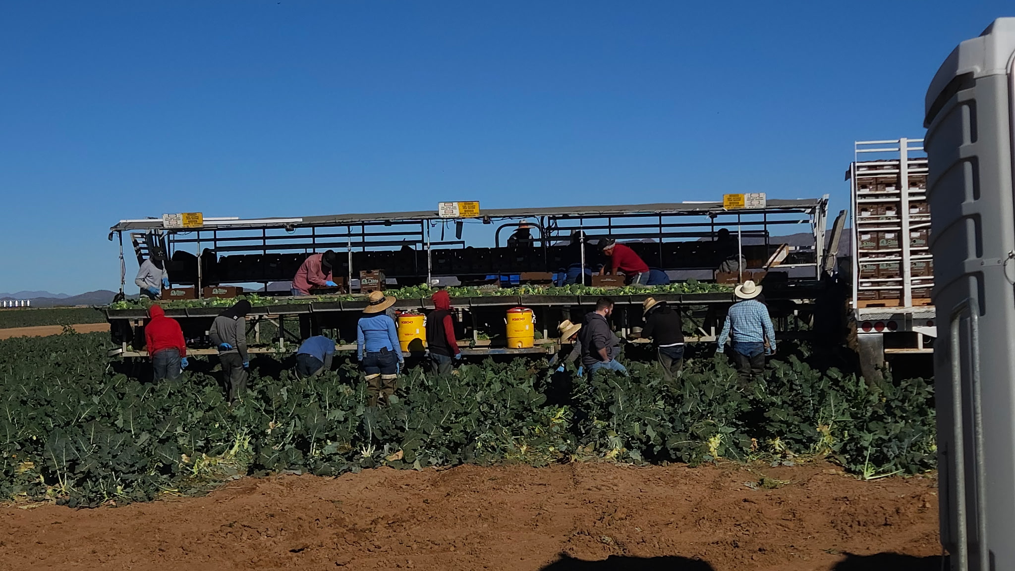 Broccoli harvest