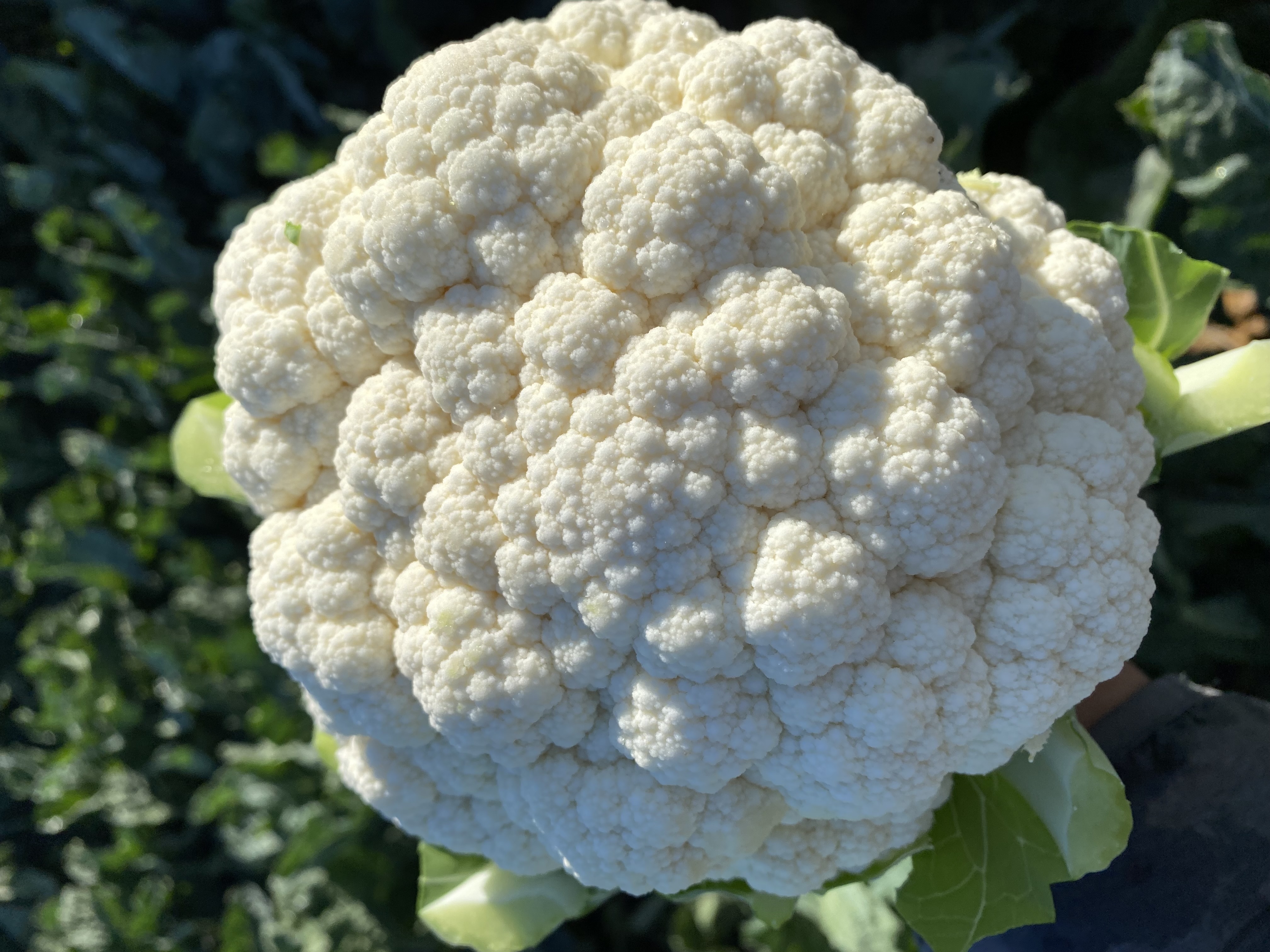 Harvest cauliflower