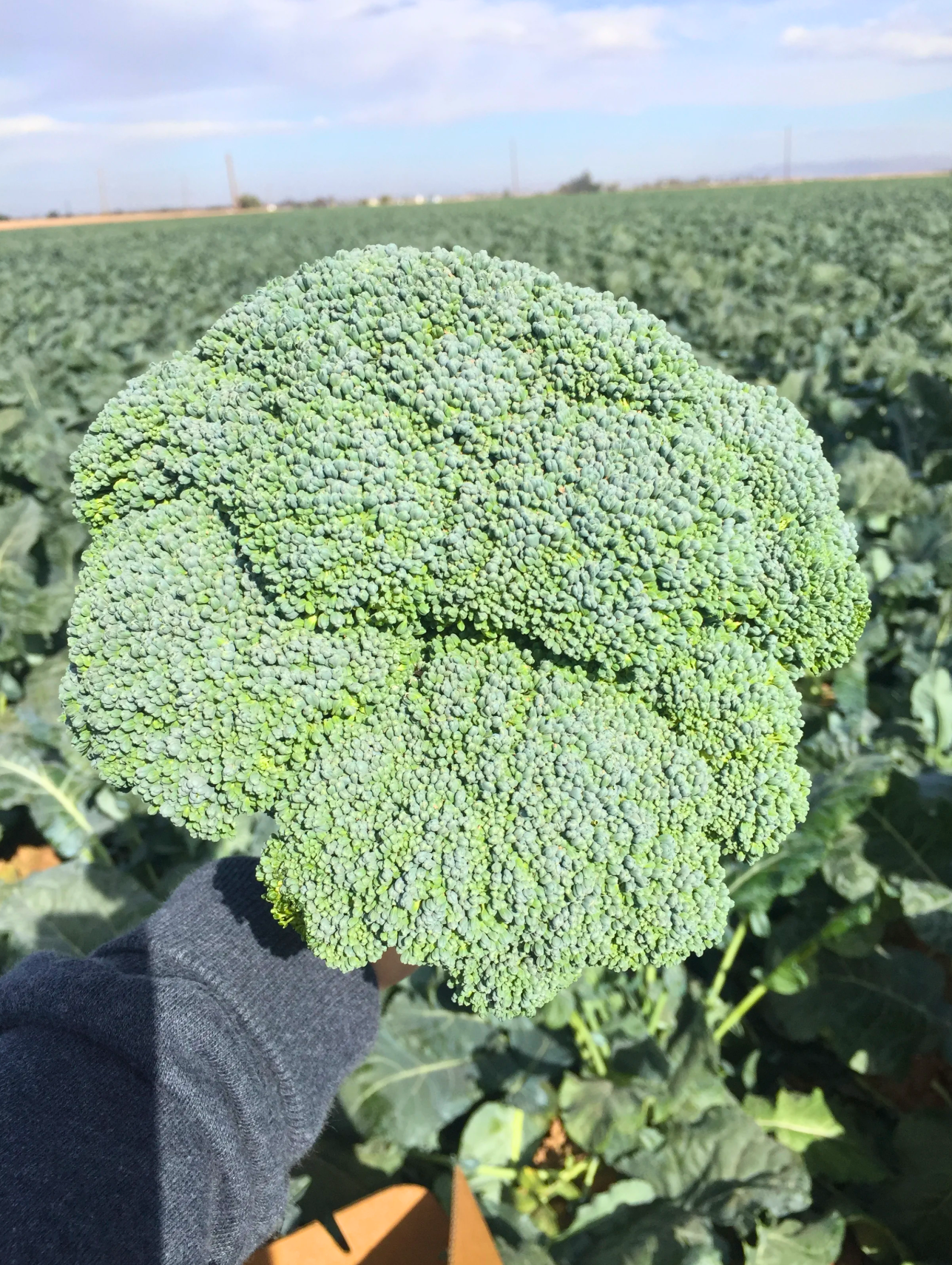 Broccoli field